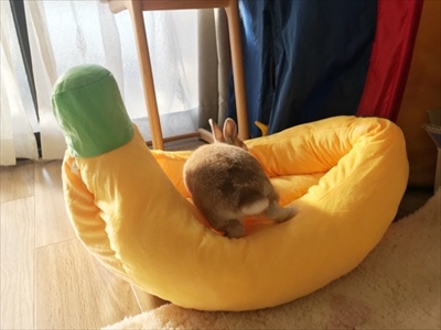 うさぎのモキュ様