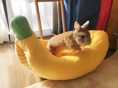 うさぎのモキュ様