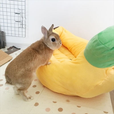 うさぎのモキュ様