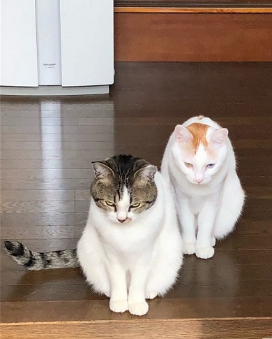 猫の見送り