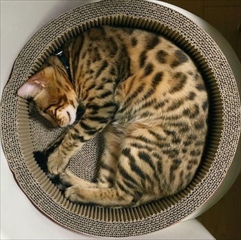ベンガルキャット・ヘルベチカ