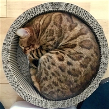 ベンガルキャット・ヘルベチカ