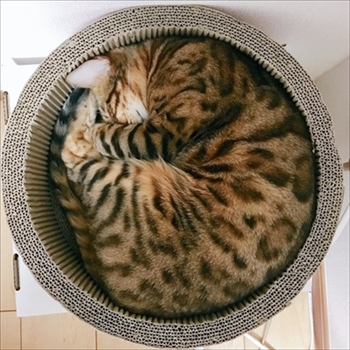 ベンガルキャット・ヘルベチカ