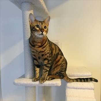 ベンガルキャット・ヘルベチカ