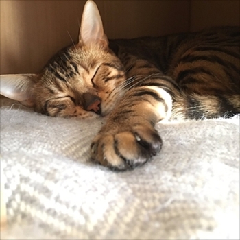 ベンガルキャット・ヘルベチカ