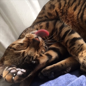 ベンガルキャット・ヘルベチカ