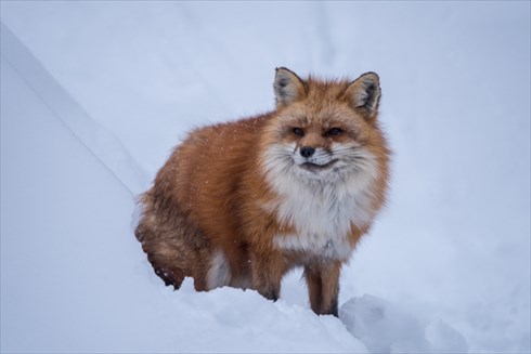 蔵王キツネ村