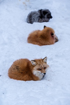 蔵王キツネ村