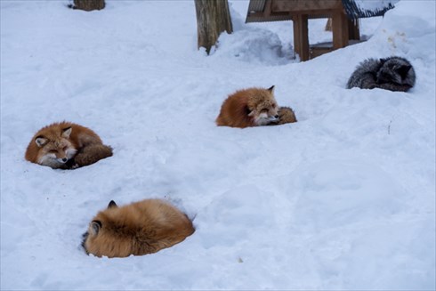 蔵王キツネ村
