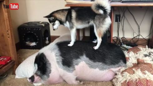 ブタさんイヌさん