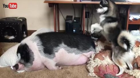 ブタさんイヌさん