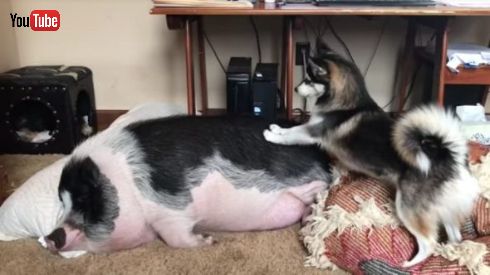 ブタさんイヌさん