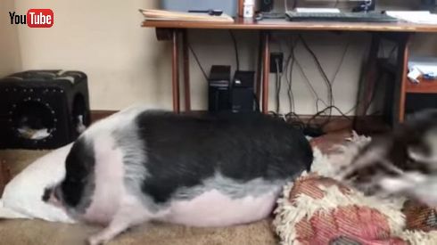 ブタさんイヌさん