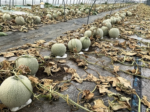 除草剤まかれメロン約6600玉被害の農園、クラウドファンディングに成功　「人生と世界観がひっくり返った」