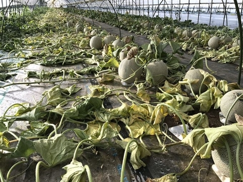 除草剤まかれメロン約6600玉被害の農園、クラウドファンディングに成功　「人生と世界感がひっくり返った」