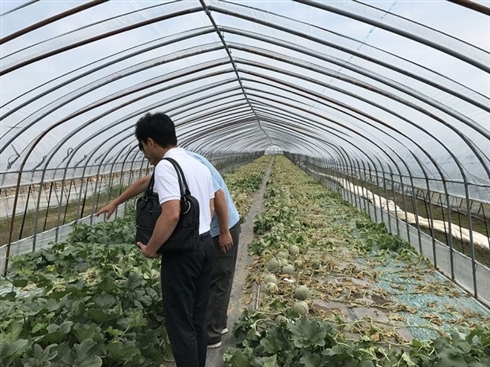 除草剤まかれメロン約6600玉被害の農園、クラウドファンディングに成功　「人生と世界感がひっくり返った」