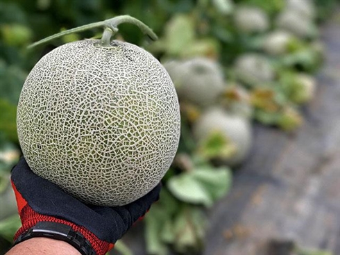 除草剤まかれメロン約6600玉被害の農園、クラウドファンディングに成功　「人生と世界観がひっくり返った」