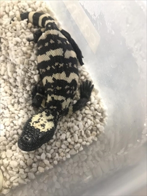 円山動物園アメリカドクトカゲ