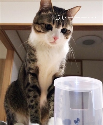 猫のすずめちゃん