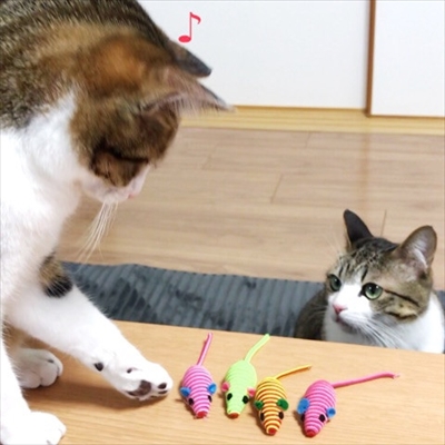 猫のすずめちゃん