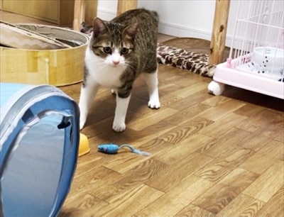 猫のすずめちゃん