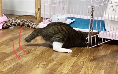 猫のすずめちゃん