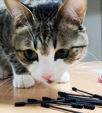 猫のすずめちゃん