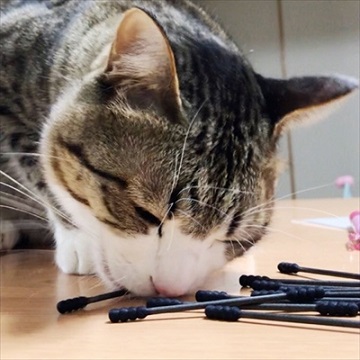 猫のすずめちゃん