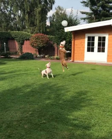 犬 風船 遊ぶ ジャンプ