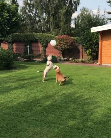 犬 風船 遊ぶ ジャンプ