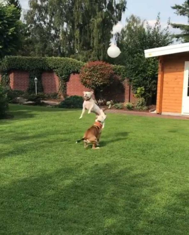 犬 風船 遊ぶ ジャンプ