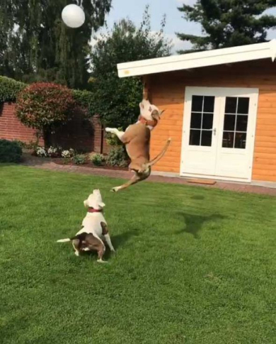 犬 風船 遊ぶ ジャンプ