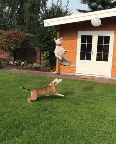 犬 風船 遊ぶ ジャンプ