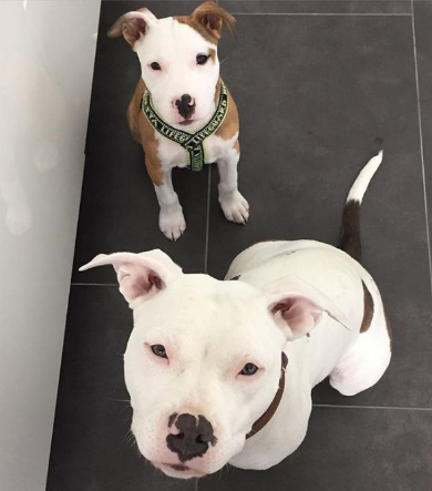 犬 風船 遊ぶ ジャンプ