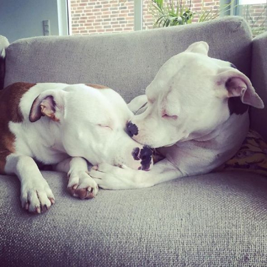 犬 風船 遊ぶ ジャンプ