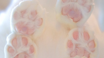 無重力猫ミルコ