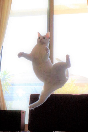 無重力猫ミルコ