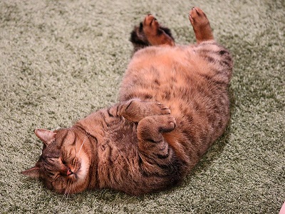 無重力猫ミルコ