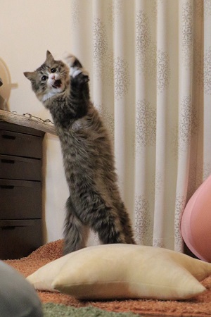 無重力猫ミルコ