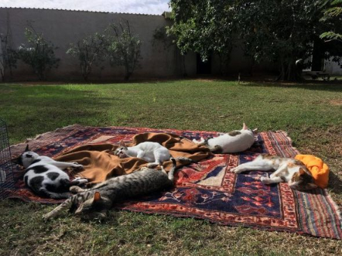 猫の日なた干し