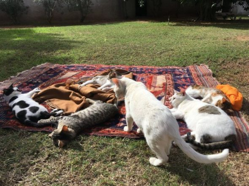 猫の日なた干し