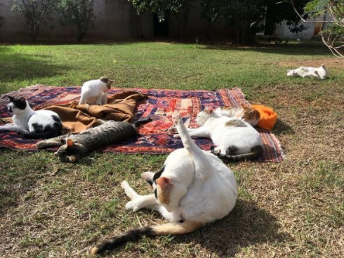 猫の日なた干し