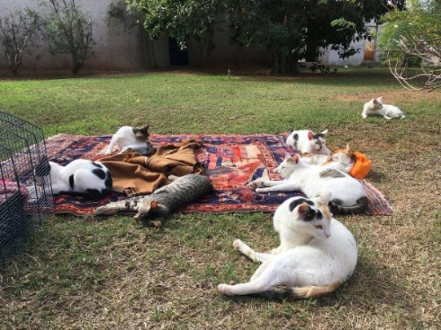 猫の日なた干し