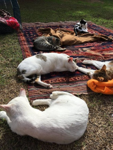 猫の日なた干し