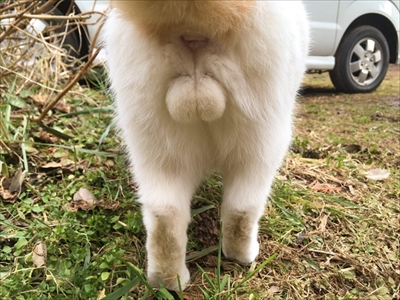 猫の豆助くん