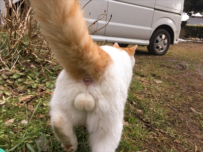 猫の豆助くん