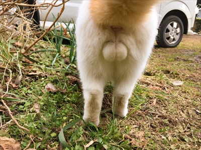 猫の豆助くん