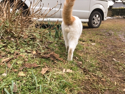 猫の豆助くん