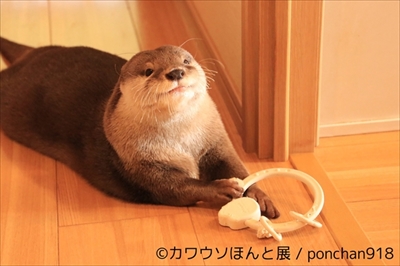 カワウソほんと展