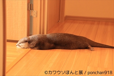 カワウソほんと展